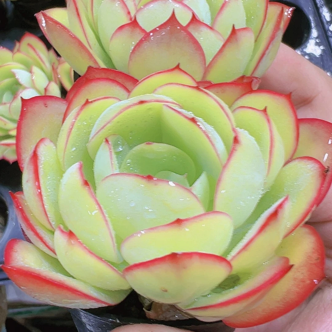 牡丹亭两盆多肉植物福利