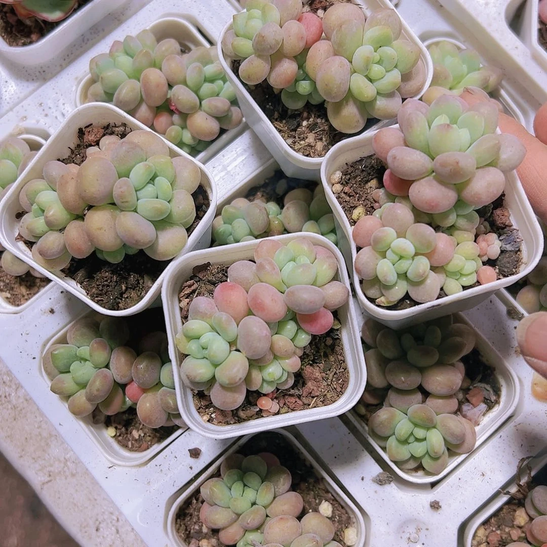 小鱼子酱多肉植物