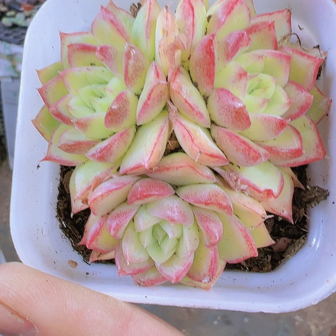 边线女王麦杆群19包邮