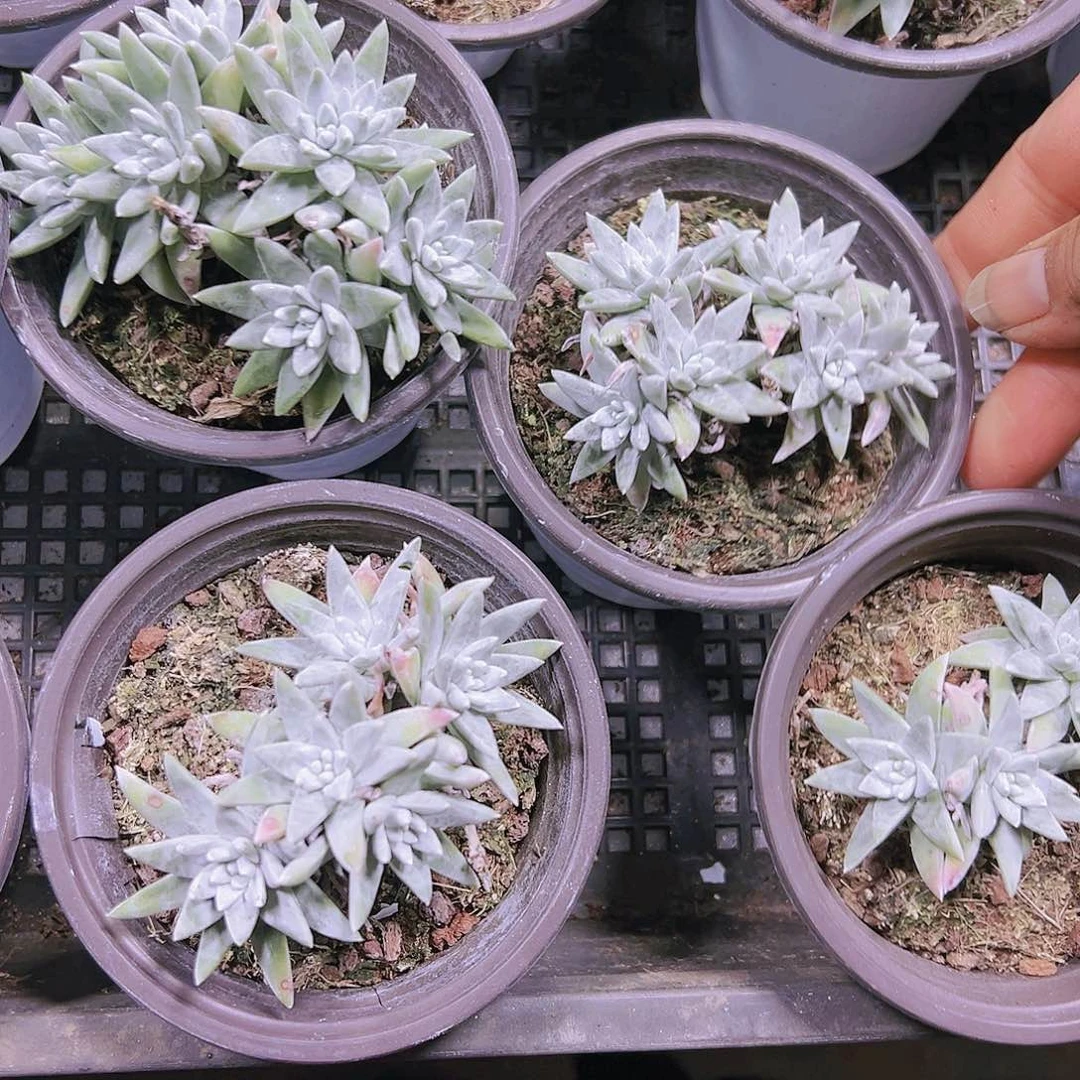 4头起白菊多肉19包邮