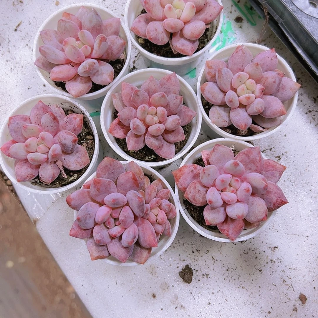 半夏多肉植物19包邮