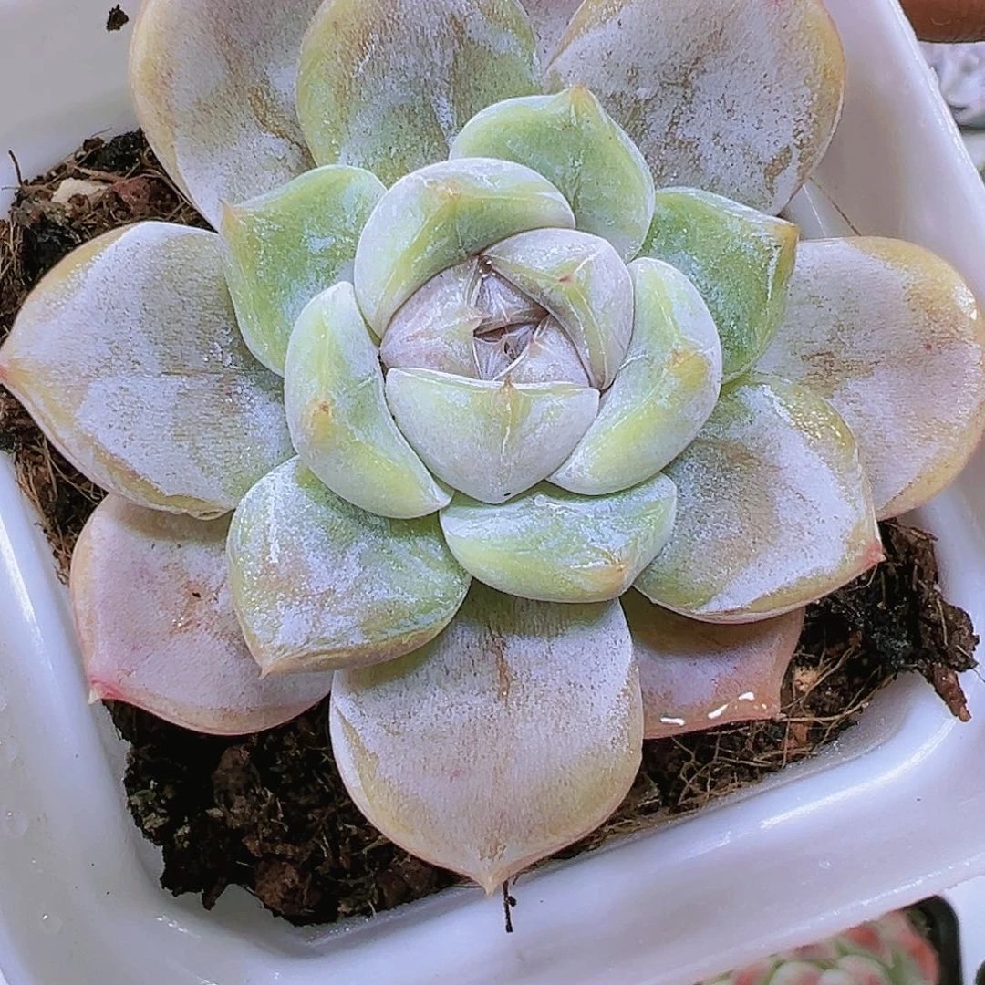 雪兔多肉植物19包邮