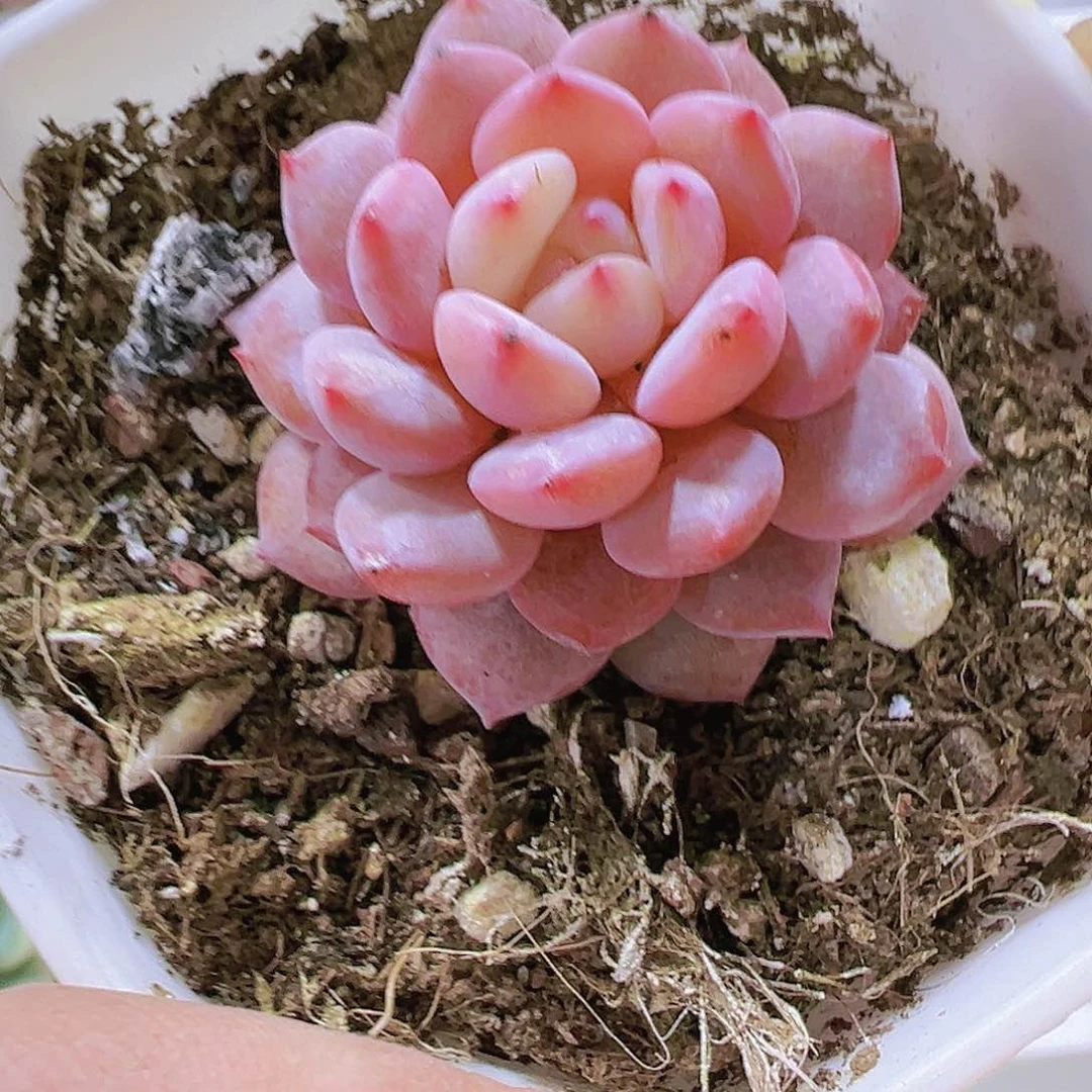 星星橙多肉19包邮