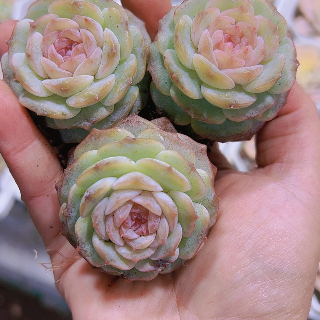粉恋3盆带盆带土