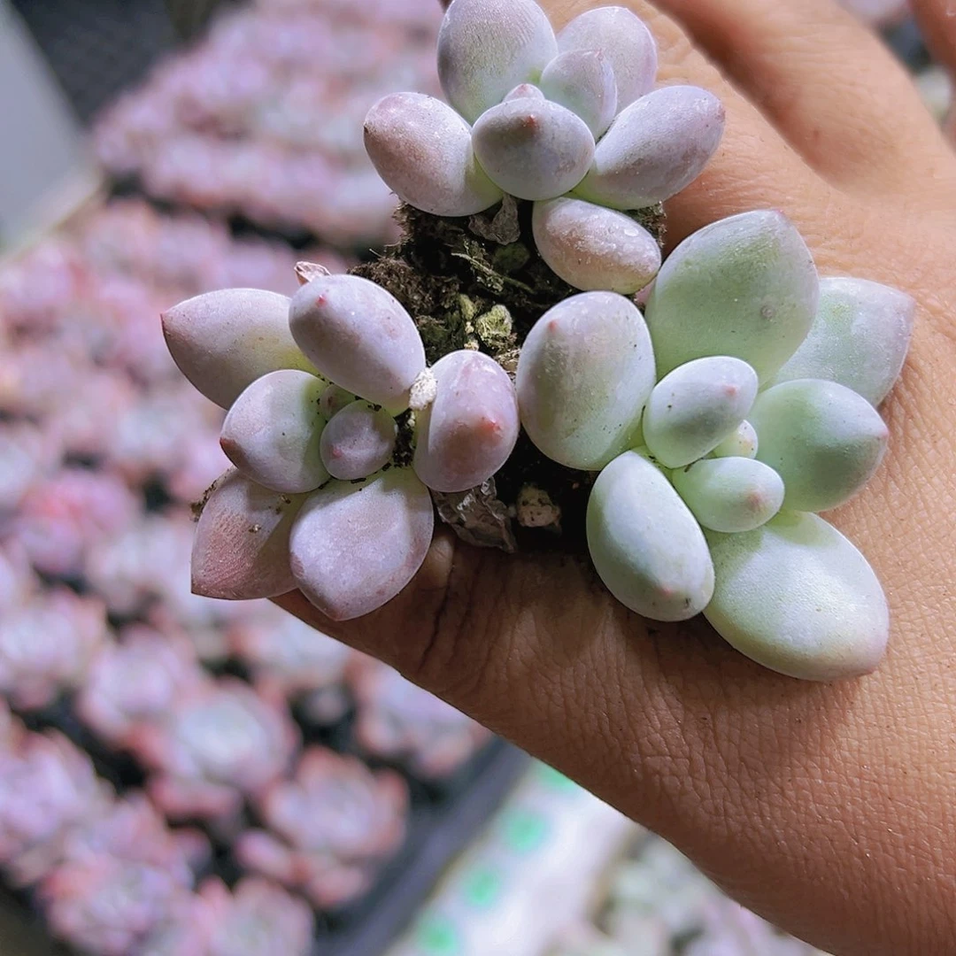 穴盘香水奶6个多肉