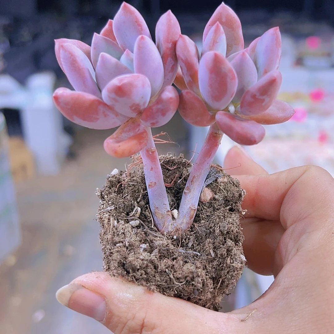 双头高杆奥普多肉19包邮