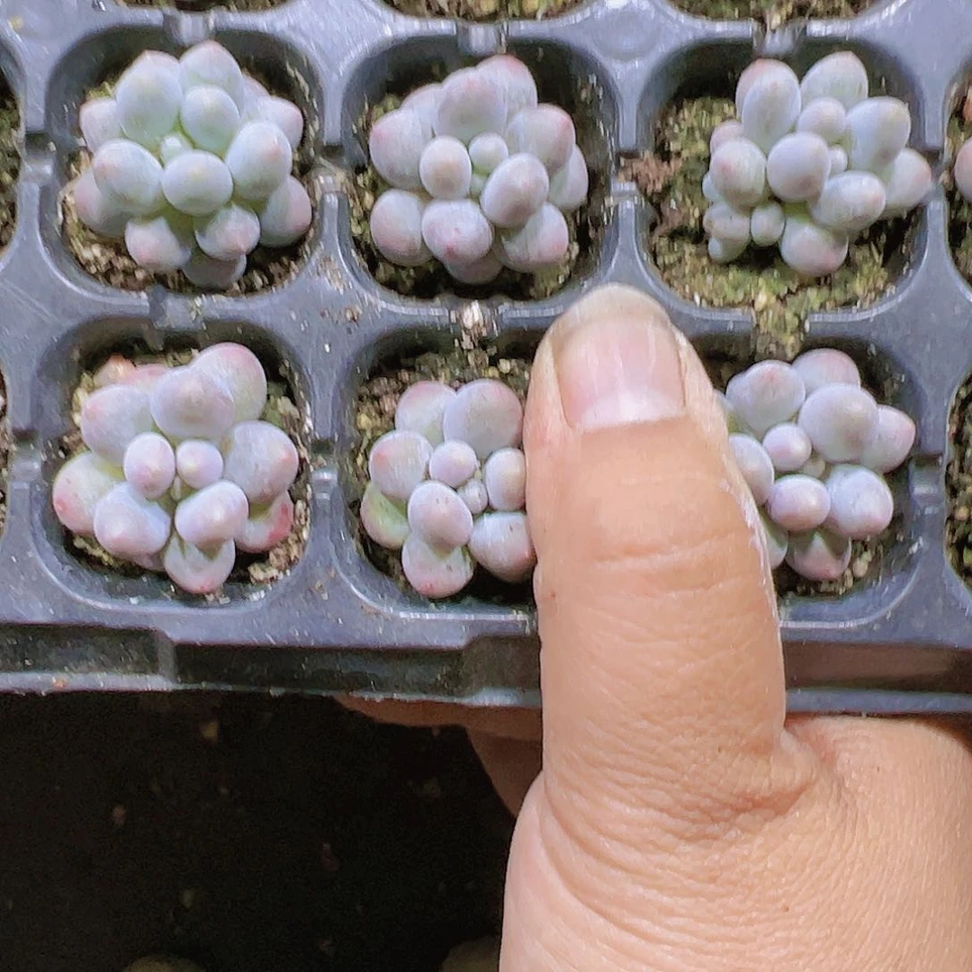 汤圆5个多肉植物