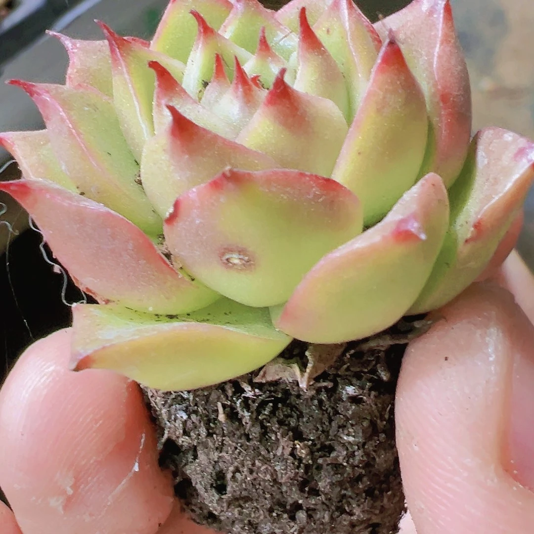 青椒穴盘五颗福利