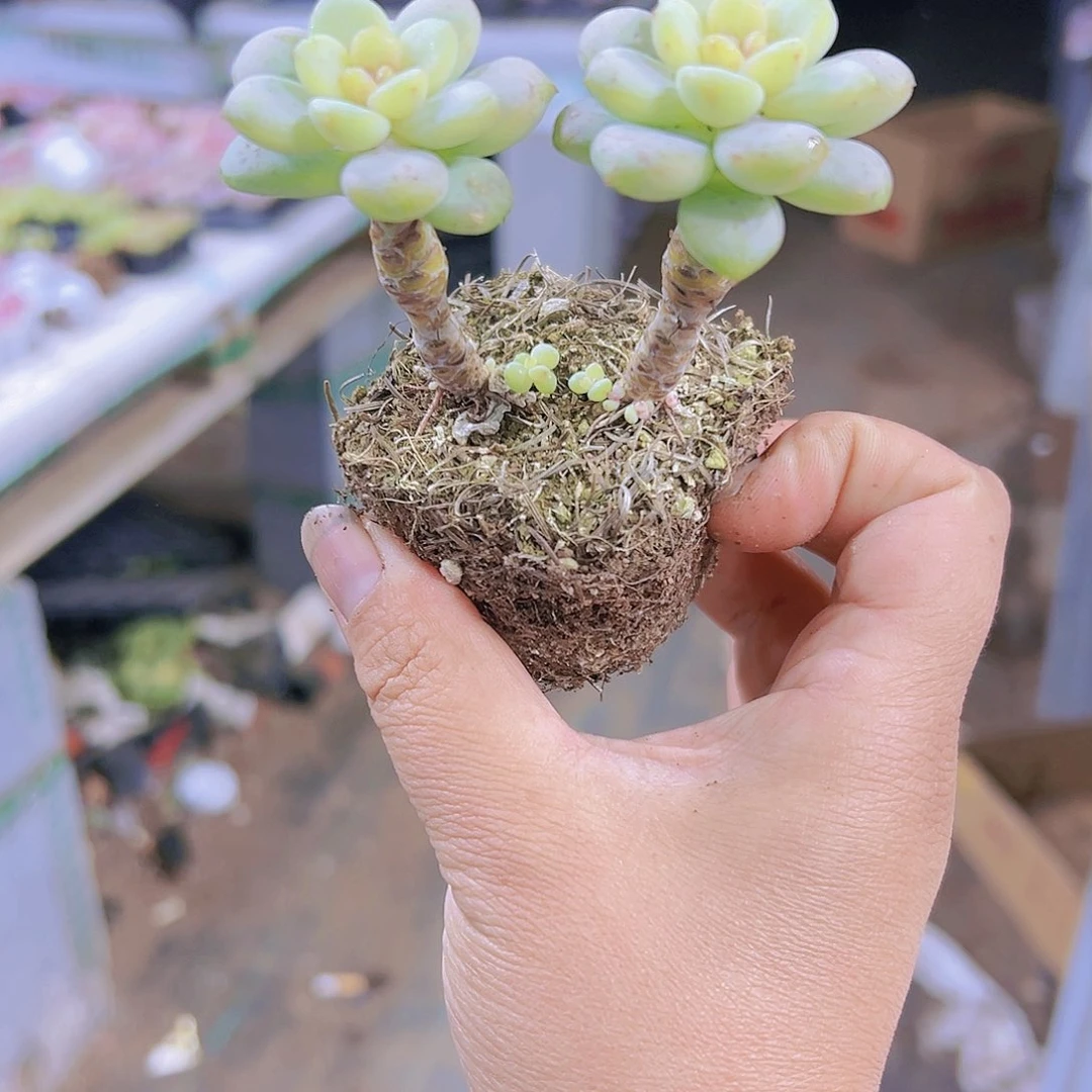 阳光玫瑰双头老桩19包邮