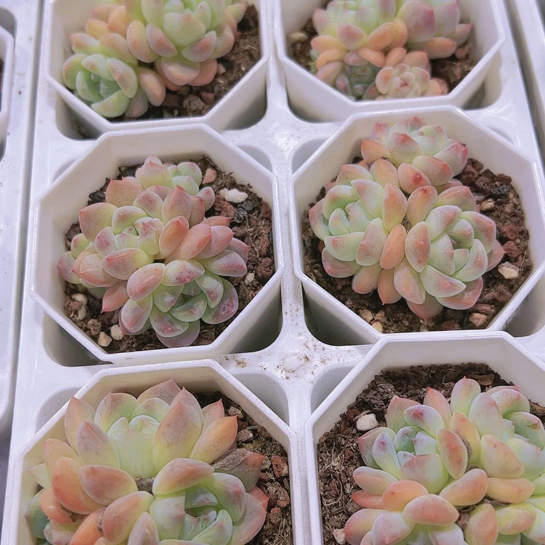 糖果冰玉群多肉植物19包邮