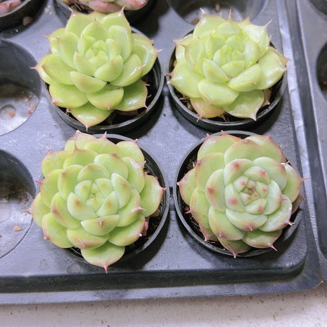 5厘米盆麦杆多肉19包邮