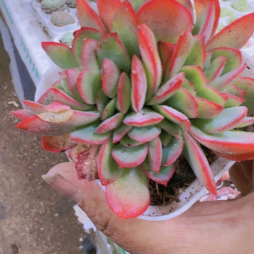 绮罗缀化多肉植物