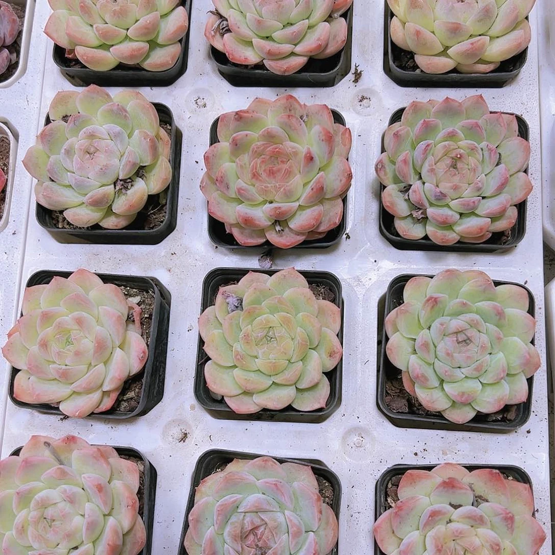 白桃汽水多肉植物19包邮