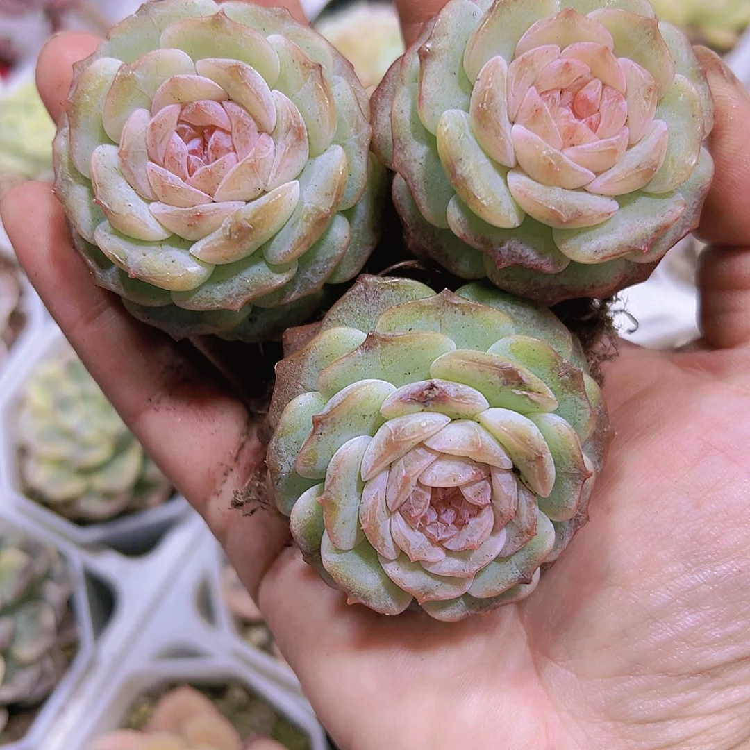粉恋3盆带盆带土