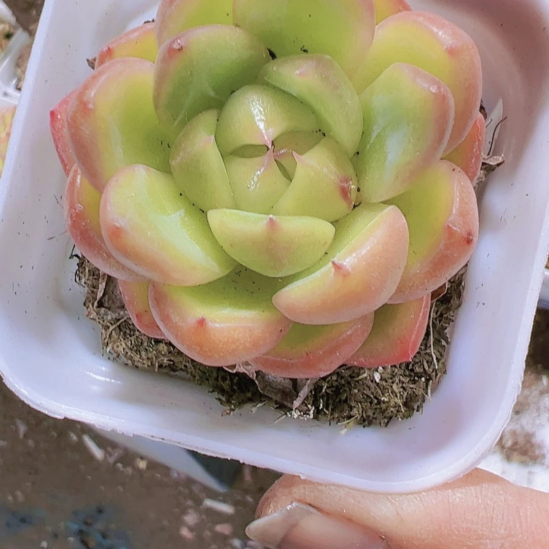 糖果珍妮多肉植物