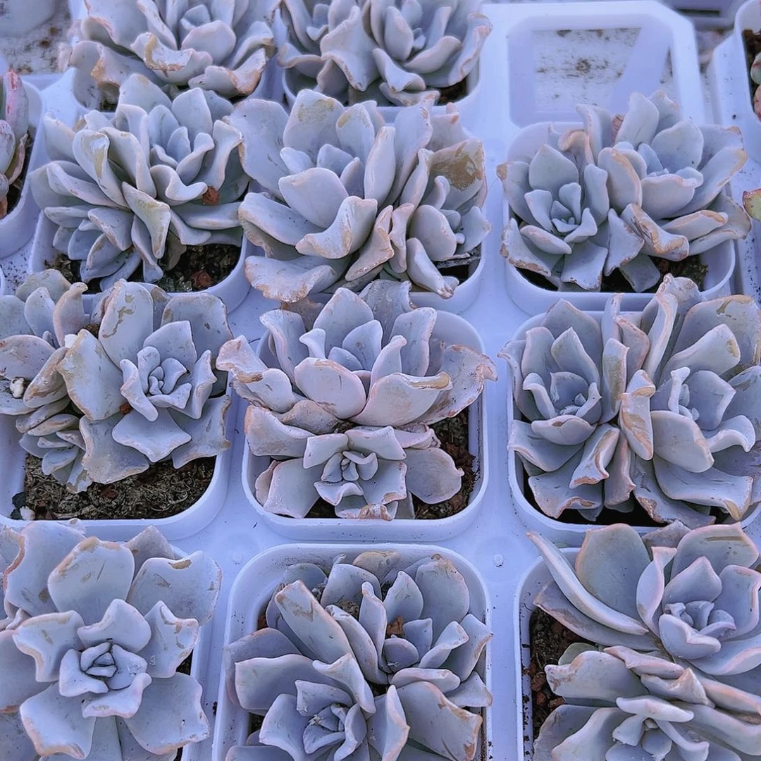 白饺子皮双头多肉带黑盆带土