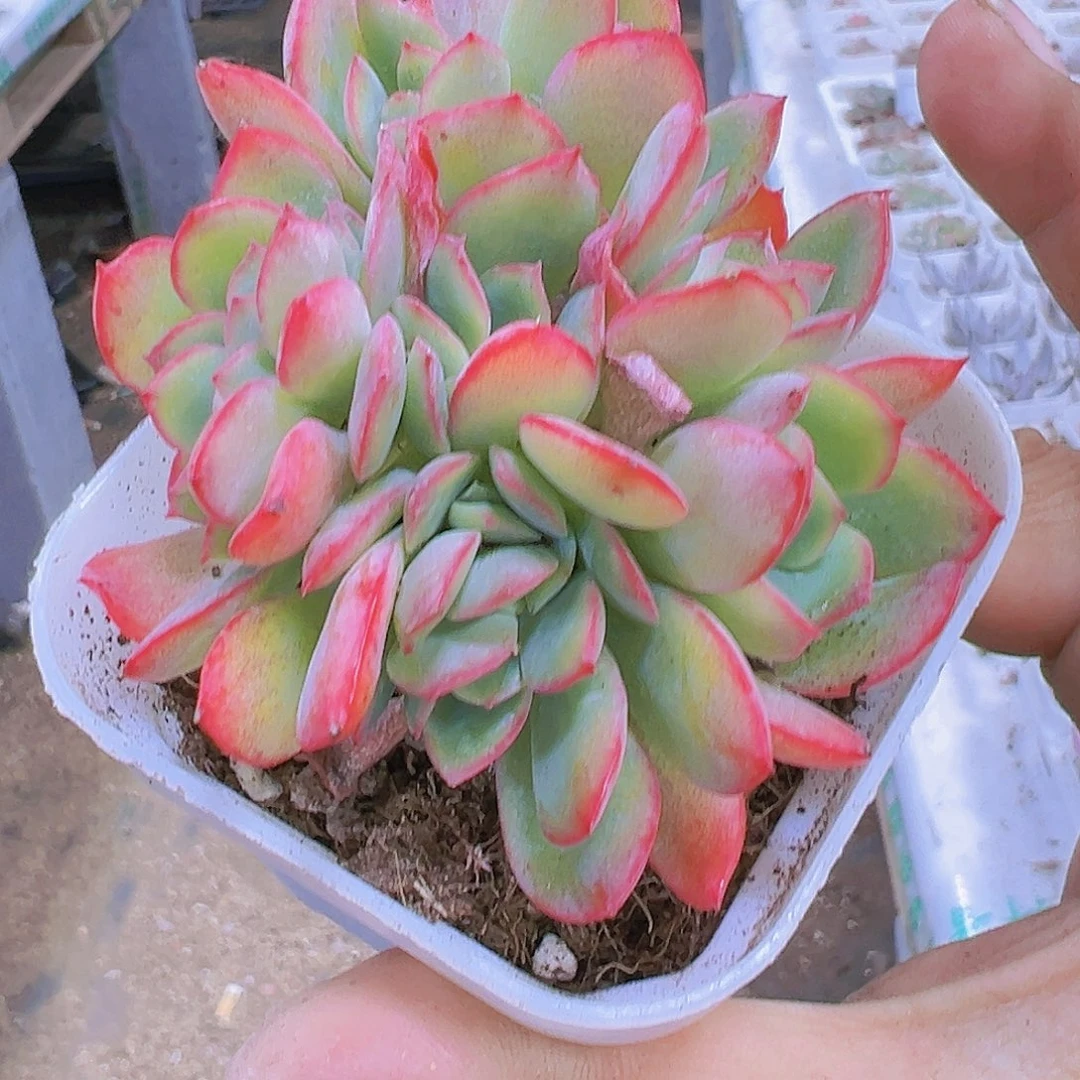 绮罗缀化带盆带土