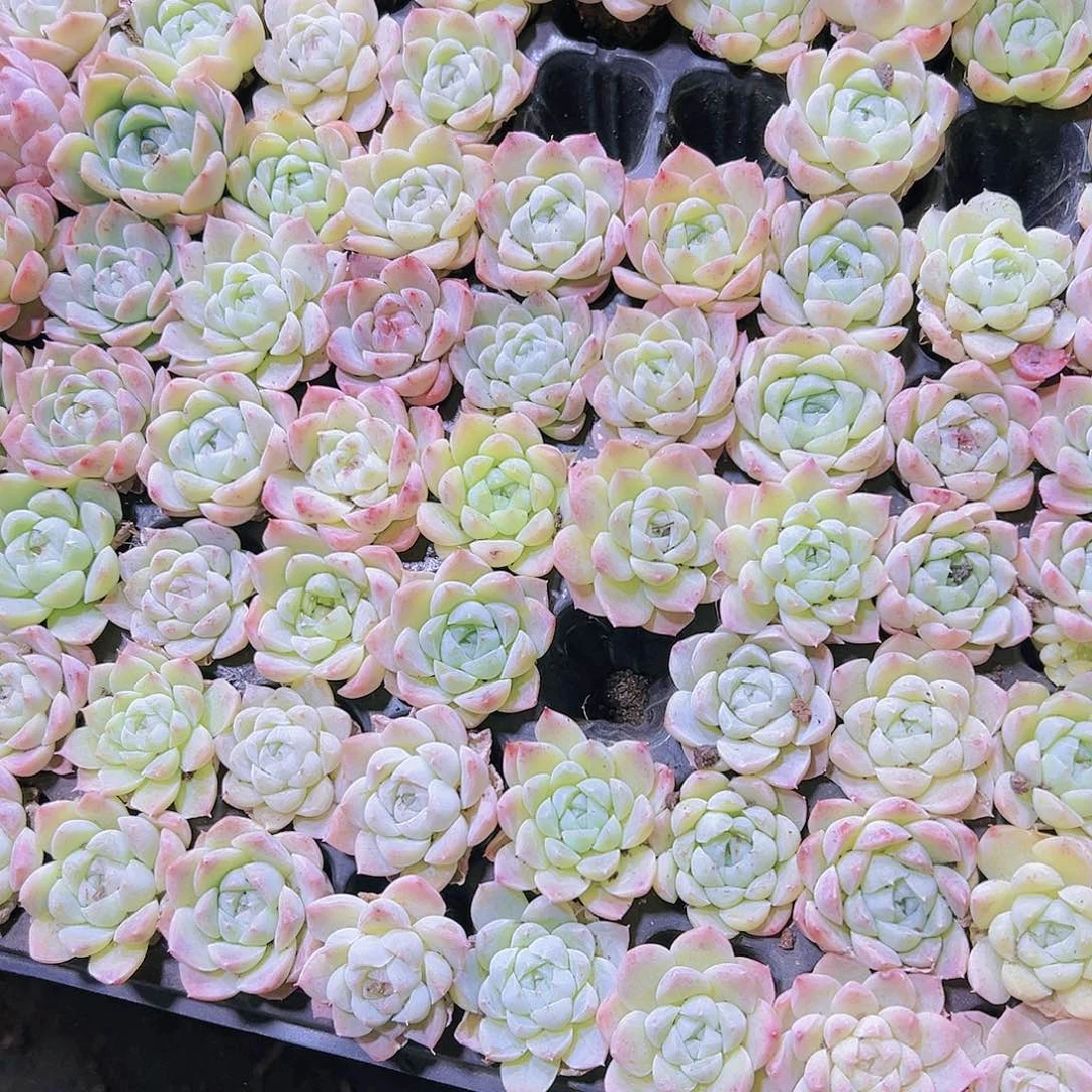 白月光多肉19包邮