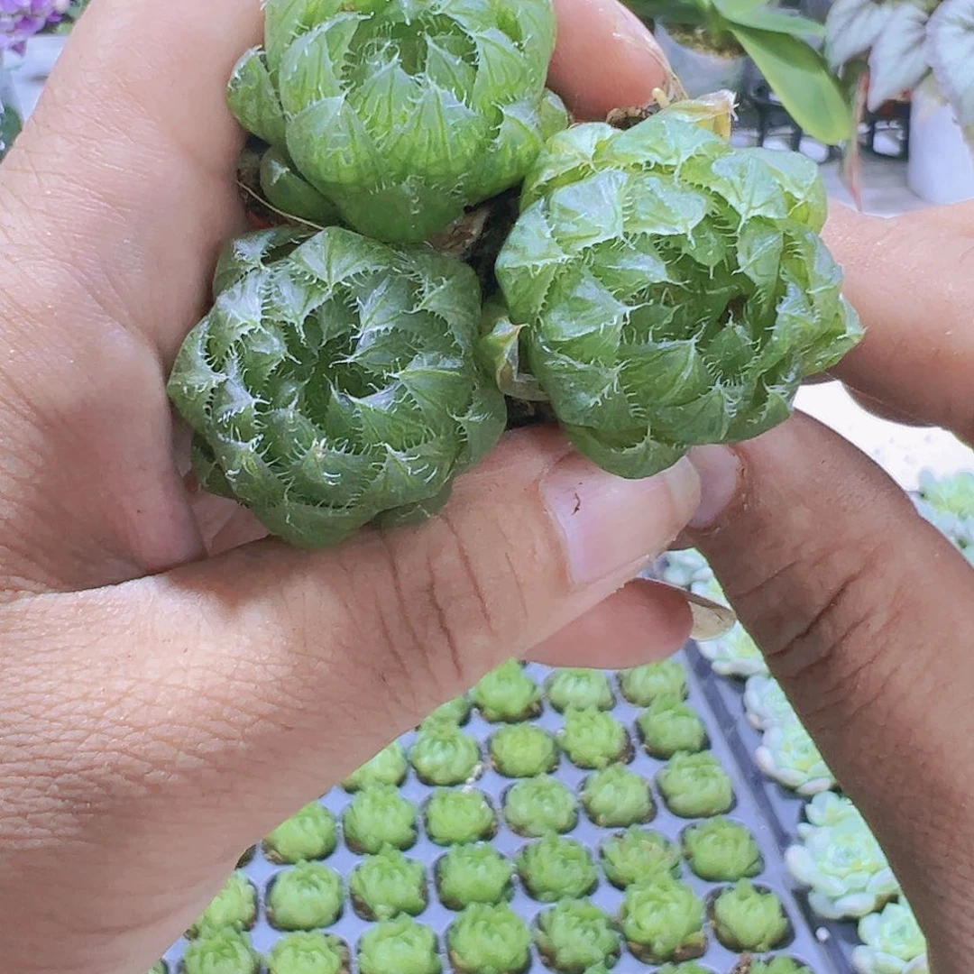 应水晶苗3个多肉植物