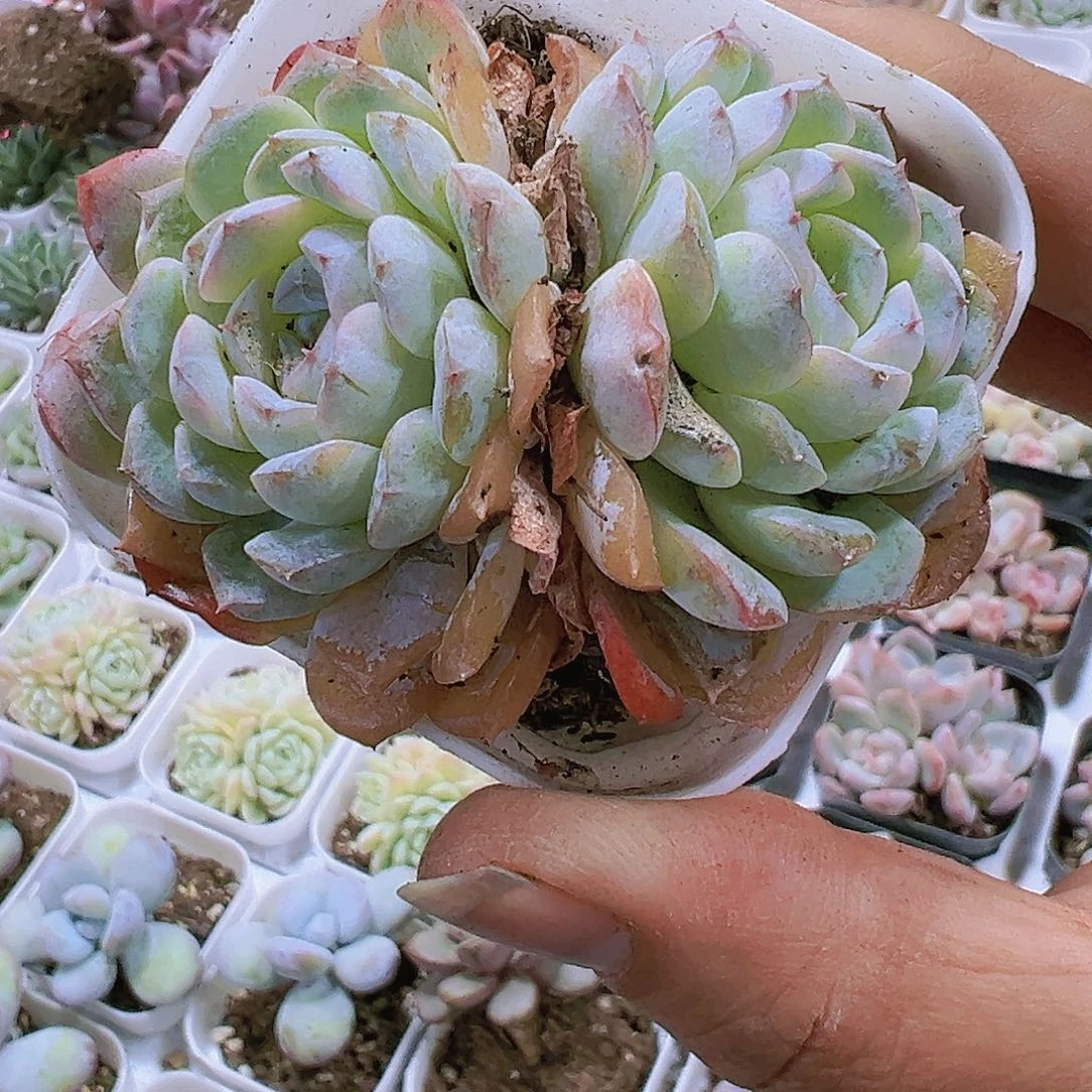 65雪彦2盆19包邮