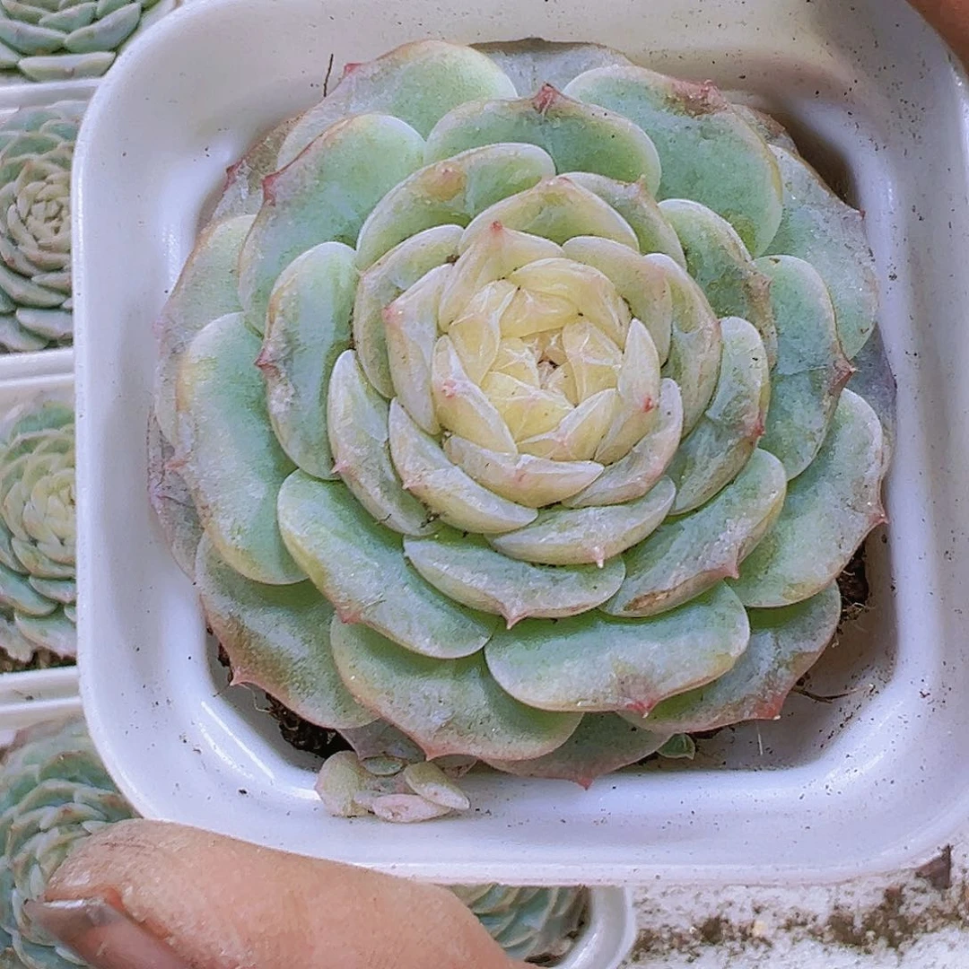 溏心纯爱带盆带土