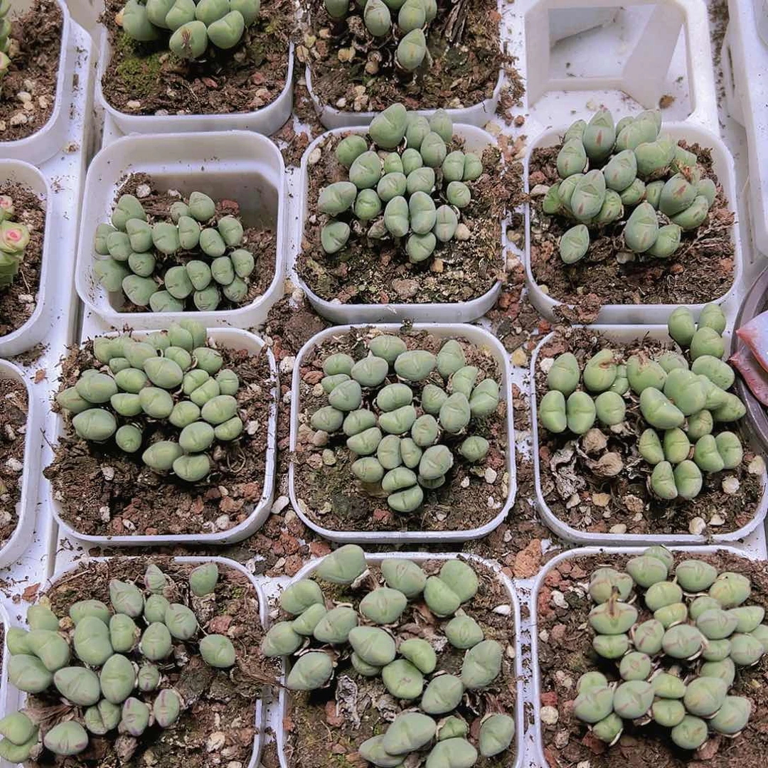 口笛15头起多肉19包邮