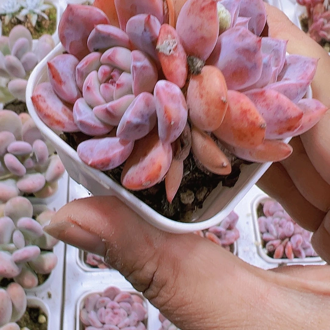 粉妞儿多肉植物19包邮