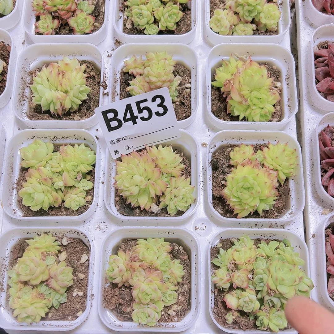 453样品麦杆群带盆带土