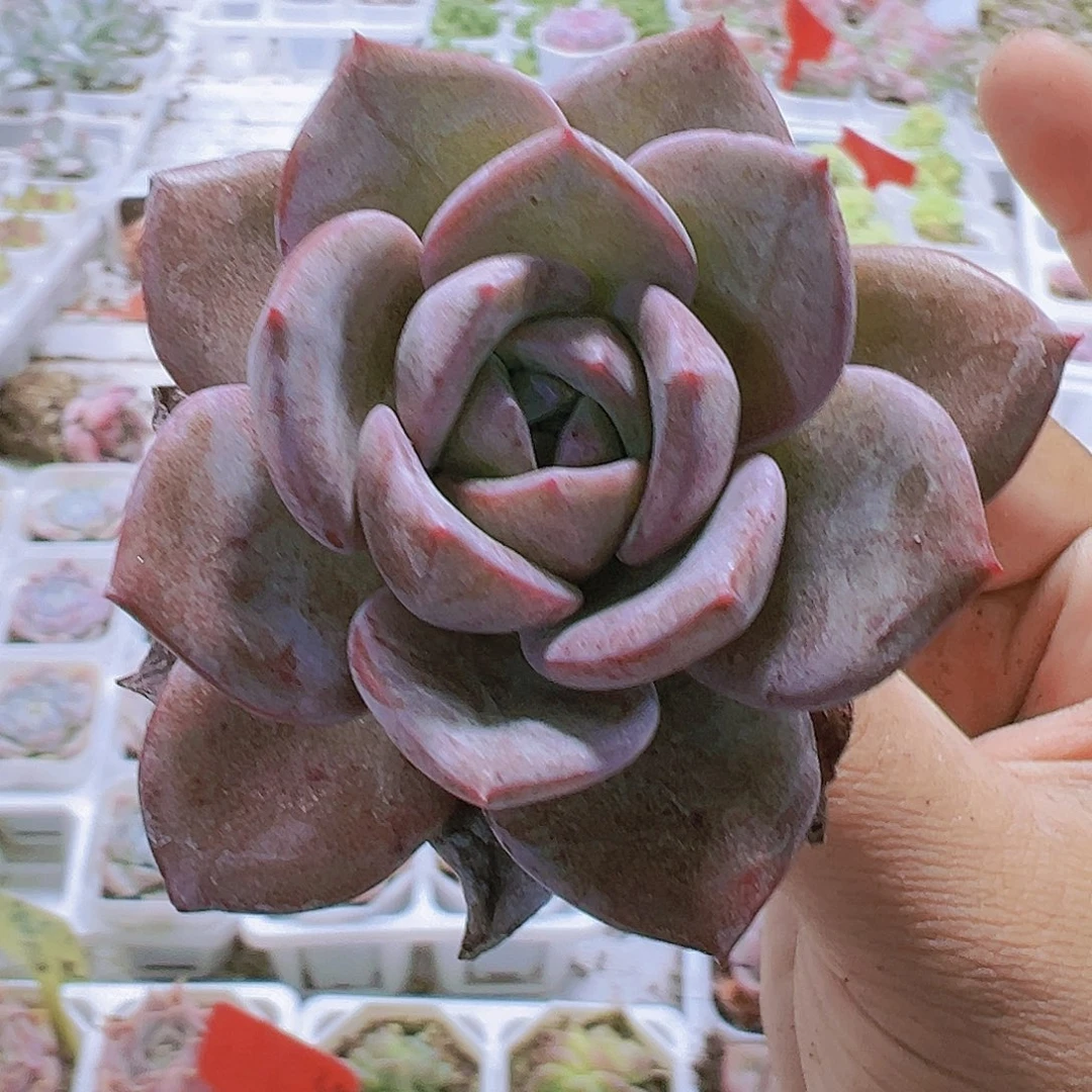 德国香槟带盆带土