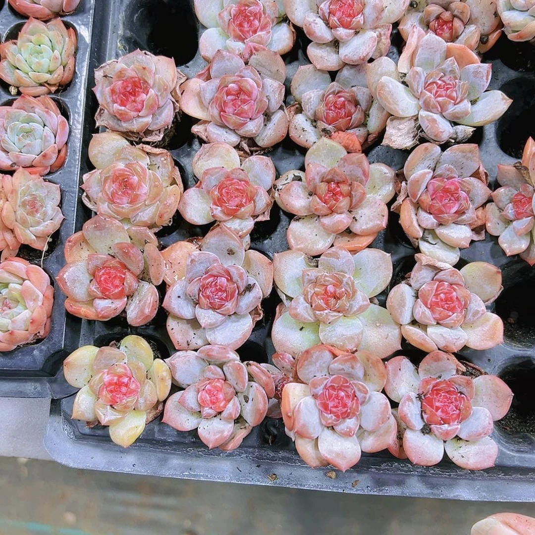 珍妮红心3个多肉