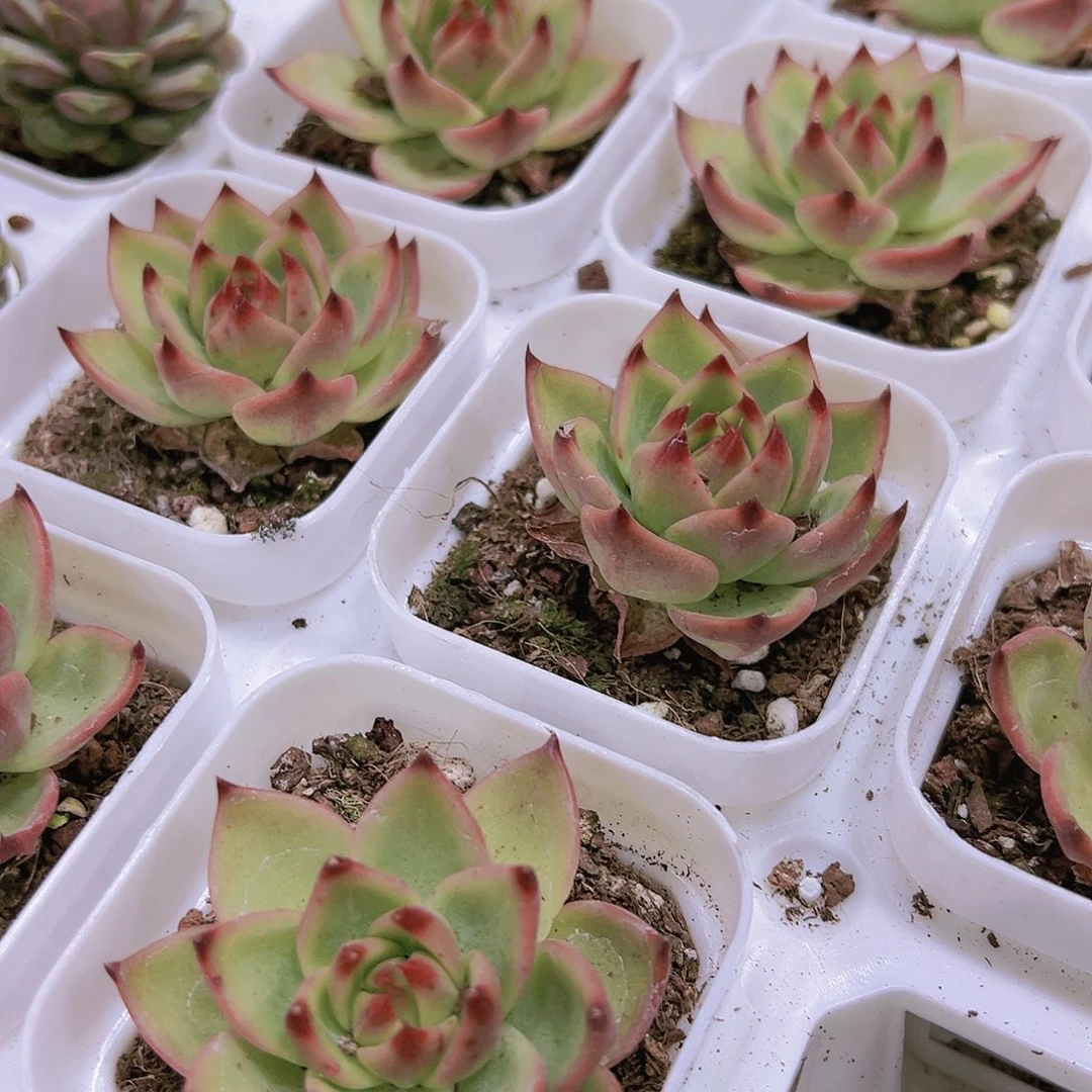 蓝龙多肉带盆带土