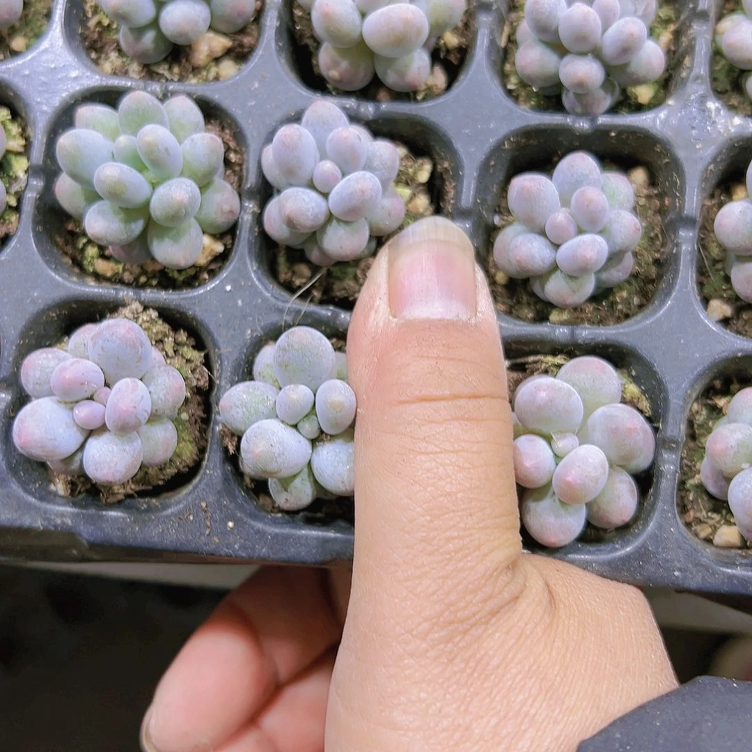 汤圆5个多肉植物19包邮
