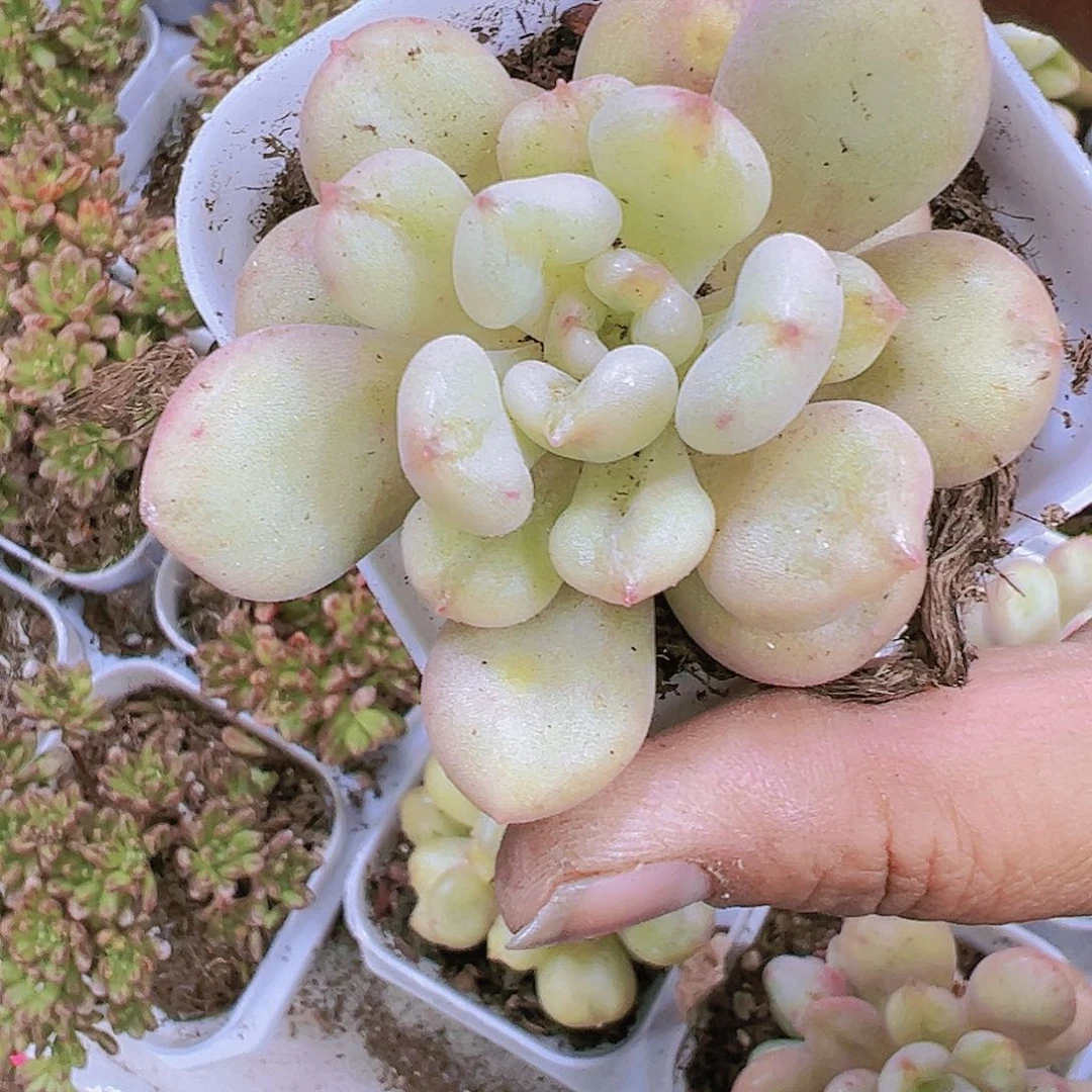 比尔盖茨多肉19包邮