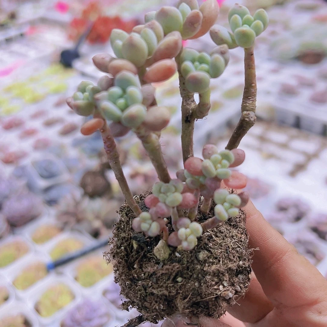 老桩洛可可多肉植物