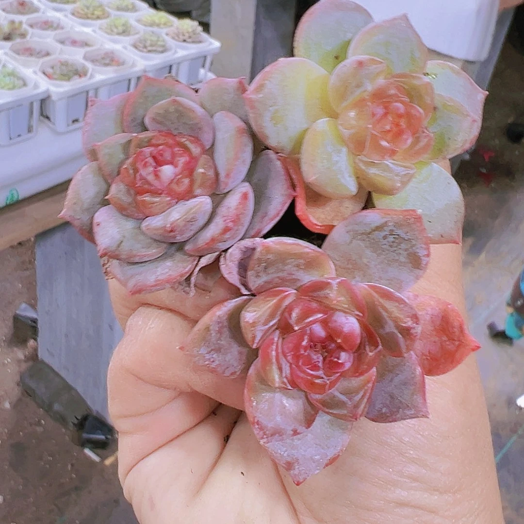 珍妮冰心3个多肉19包邮