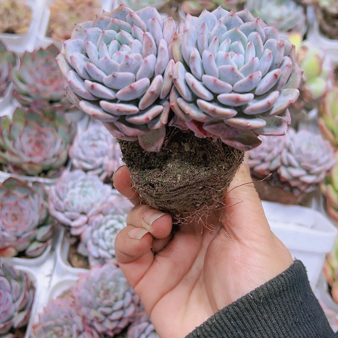 双头老桩蓝莲花19包邮