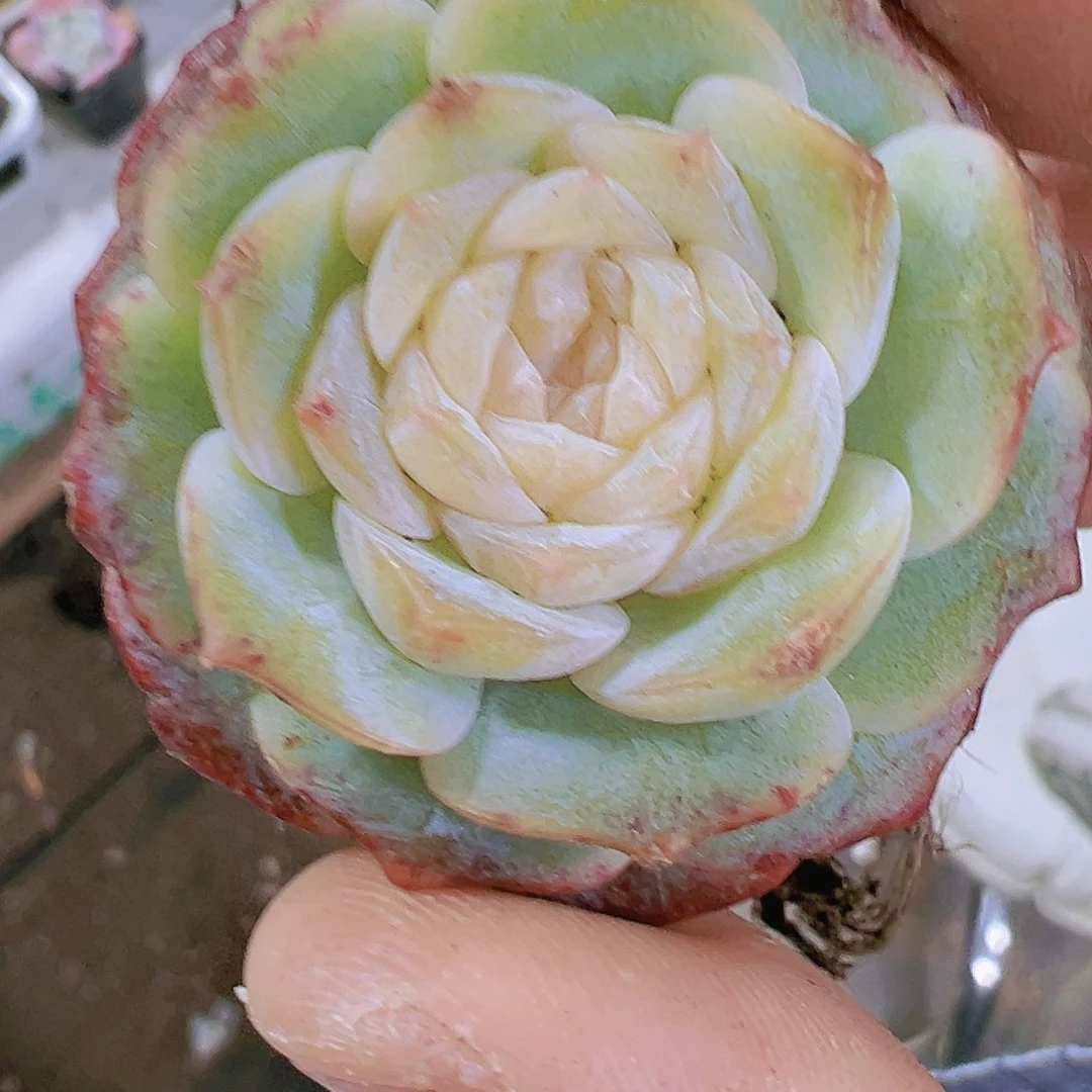 韩版纯爱多肉植物19包邮