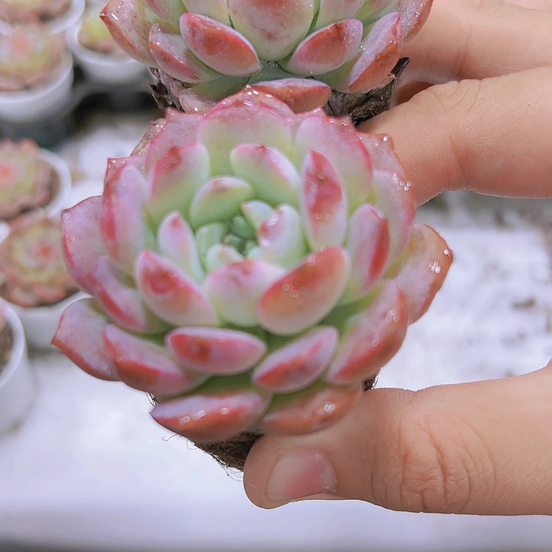 恩宠六厘米包子多肉植物19包邮