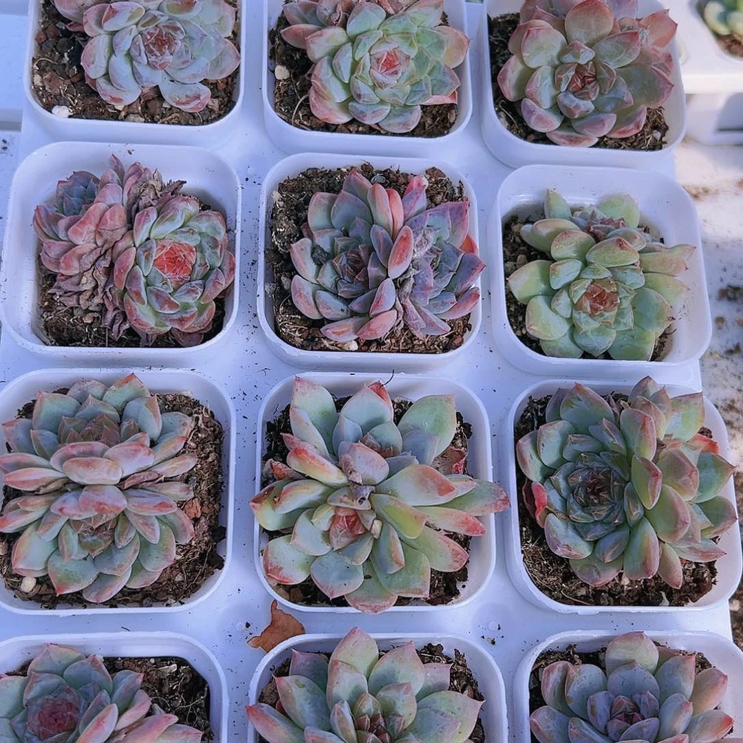 双头红心冰魄黑盆
