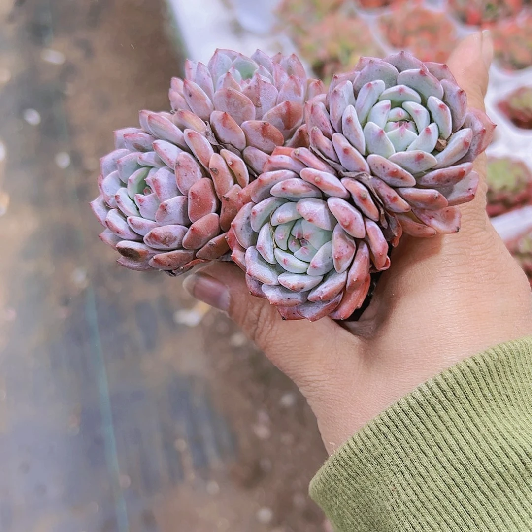 双头蓝莲花带盆带土