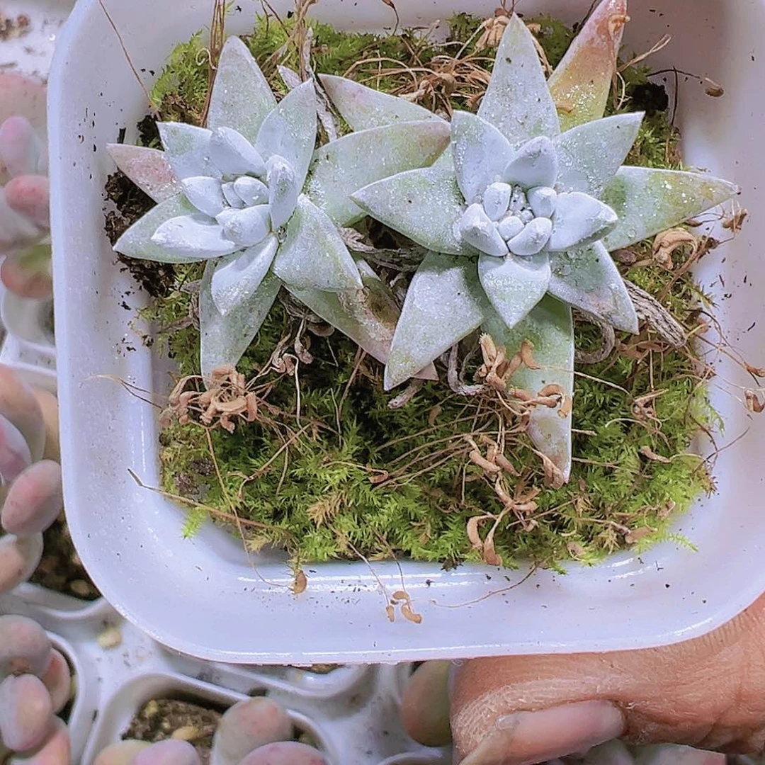 白菊多肉植物19包邮