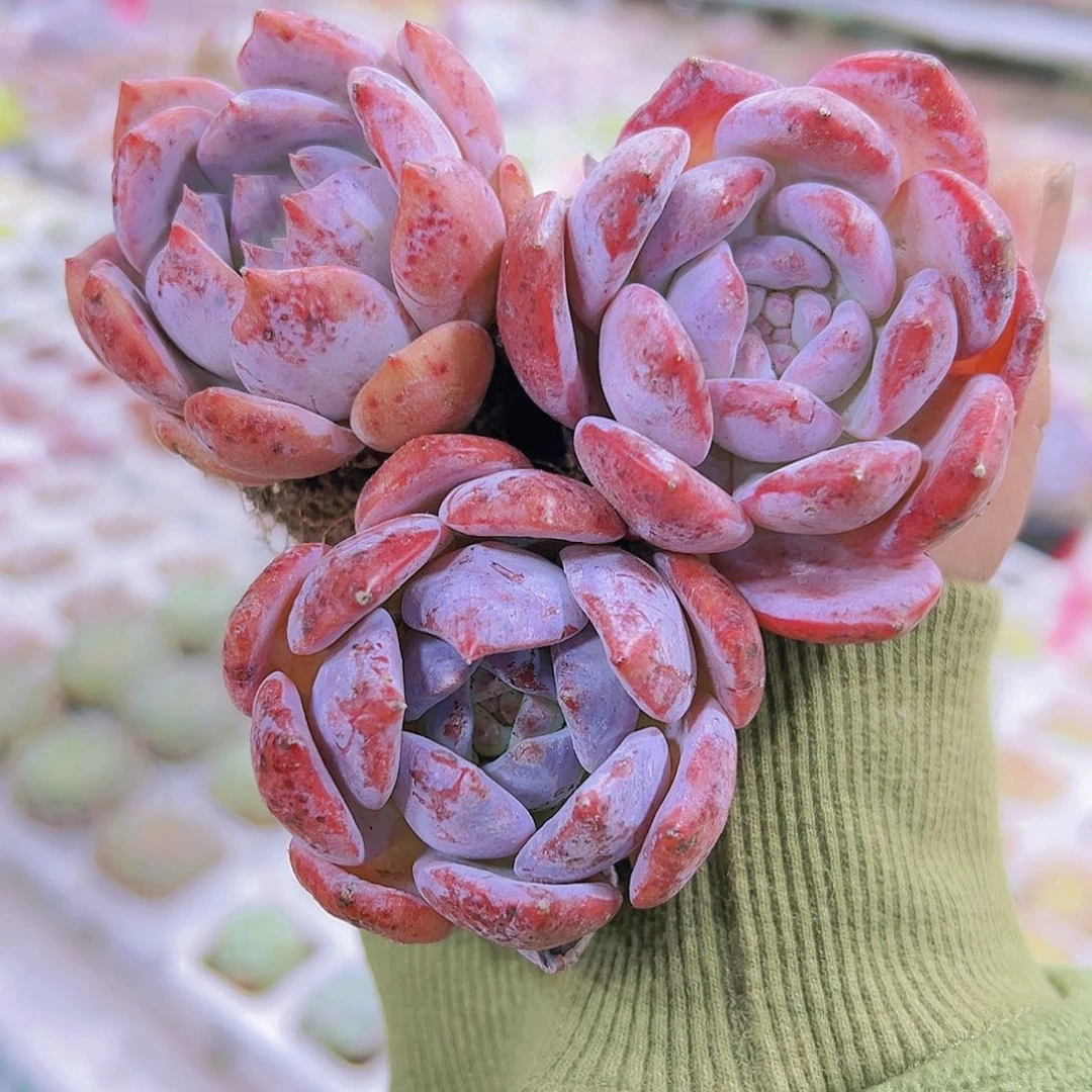 星星梦3个多肉植物19包邮