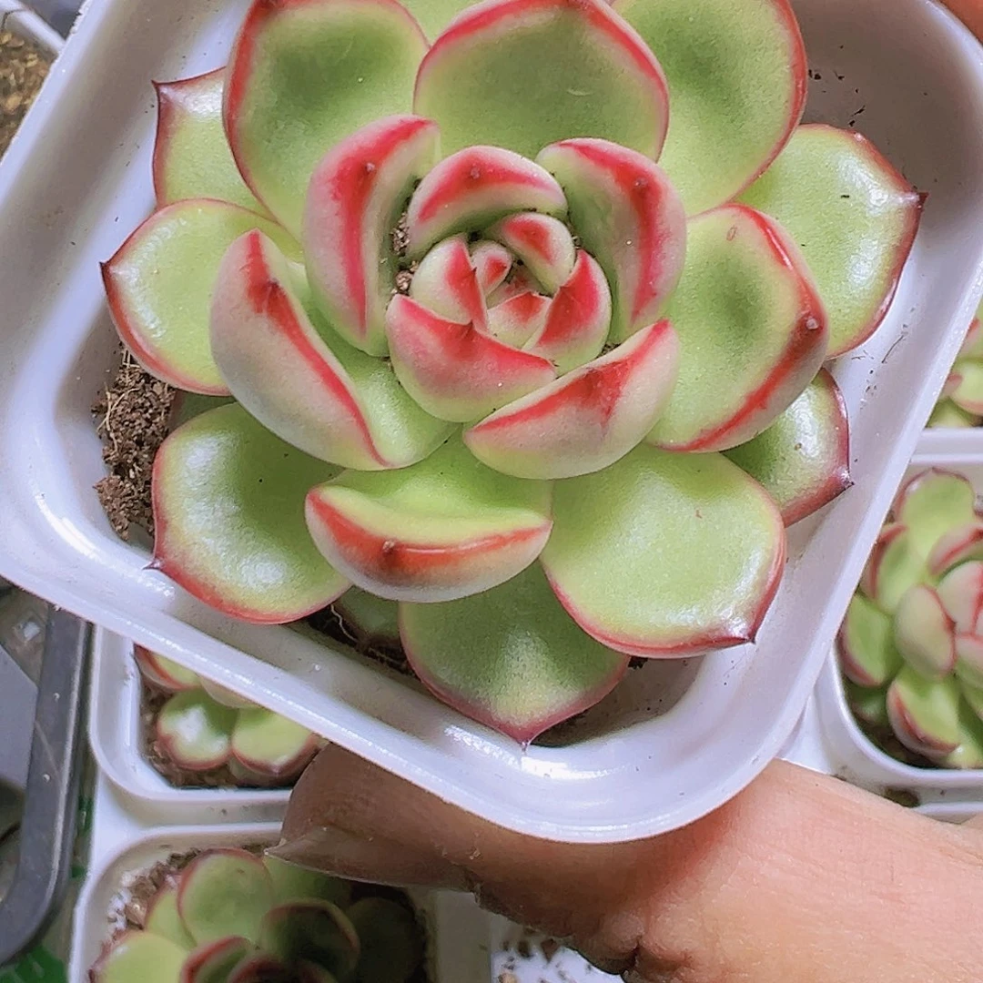 万宝龙多肉19包邮