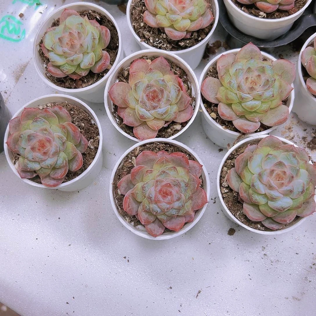 粉胭脂2盆带盆带土