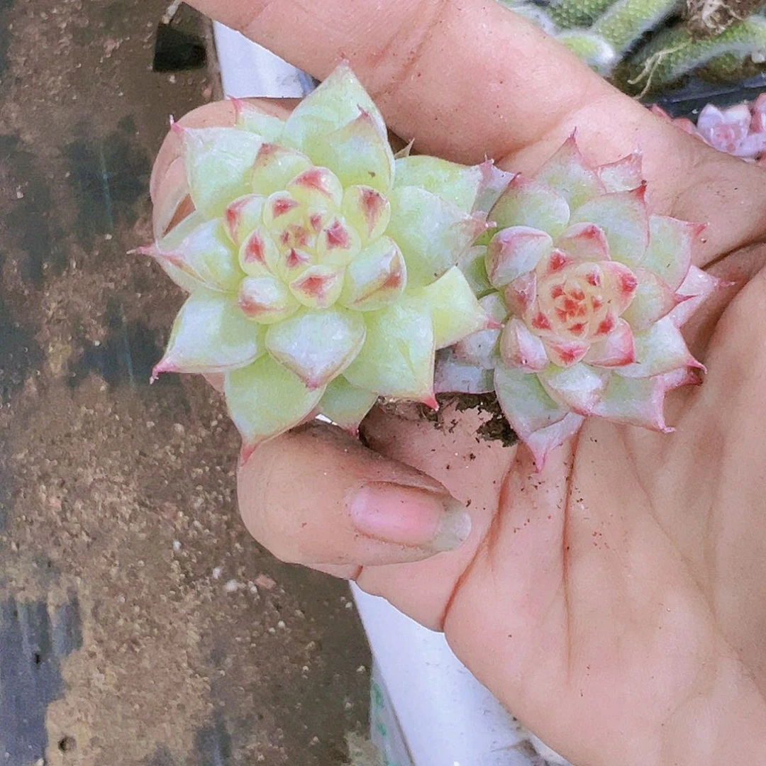 长睫毛珍妮单头3个多肉