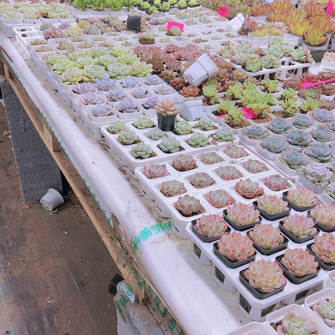 拍此链接换白盆发货19包邮