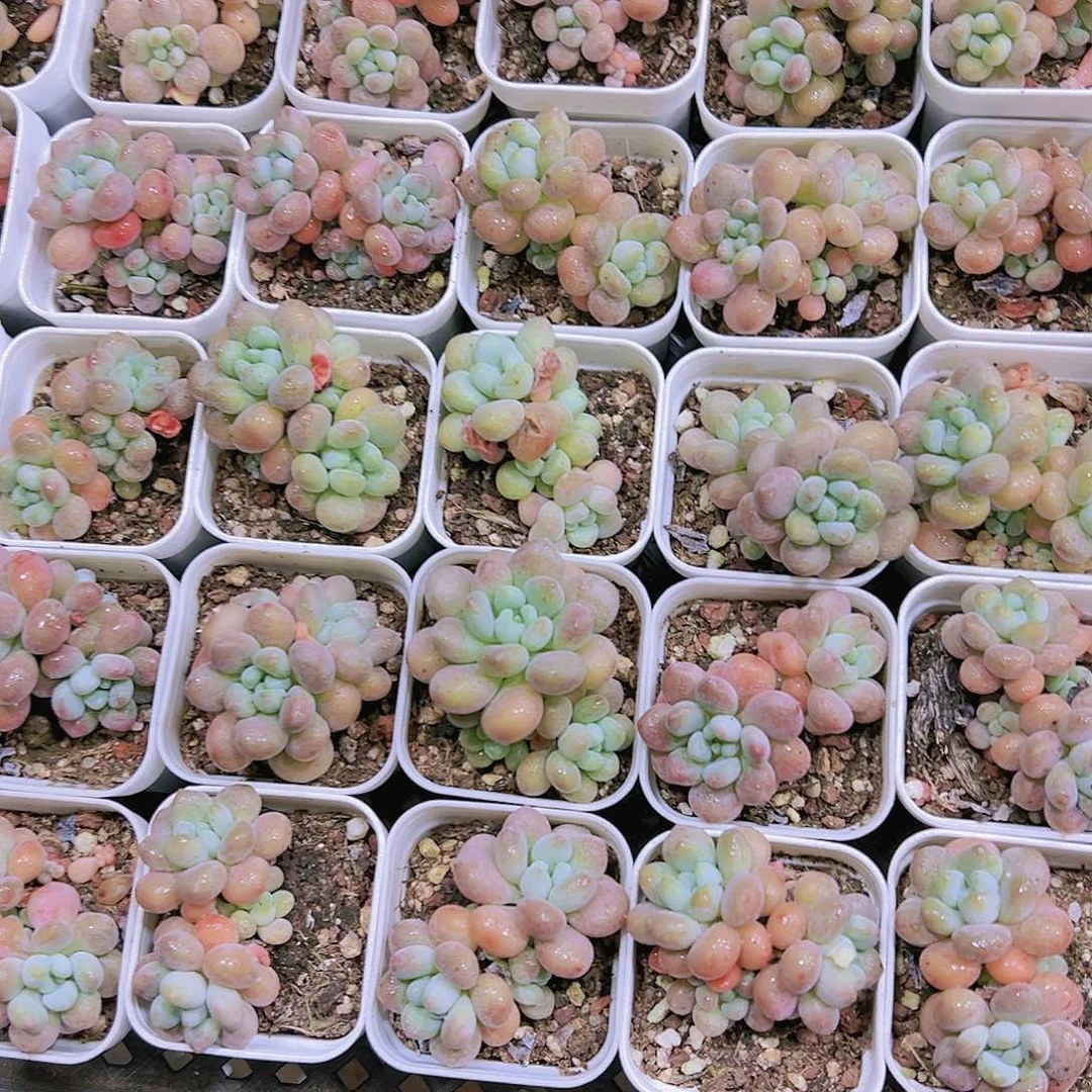 小鱼子酱多肉植物19包邮