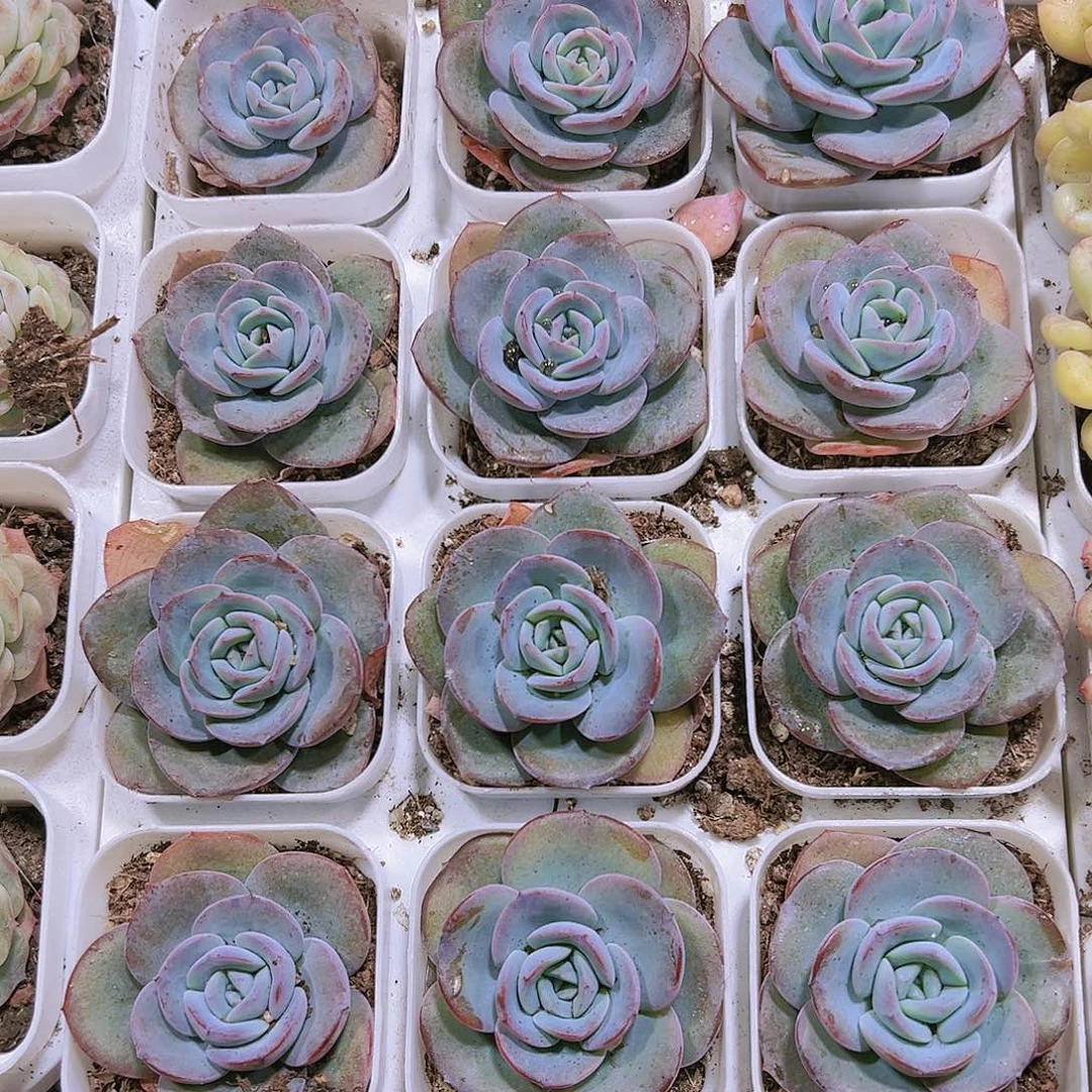 布鲁兰多肉19包邮
