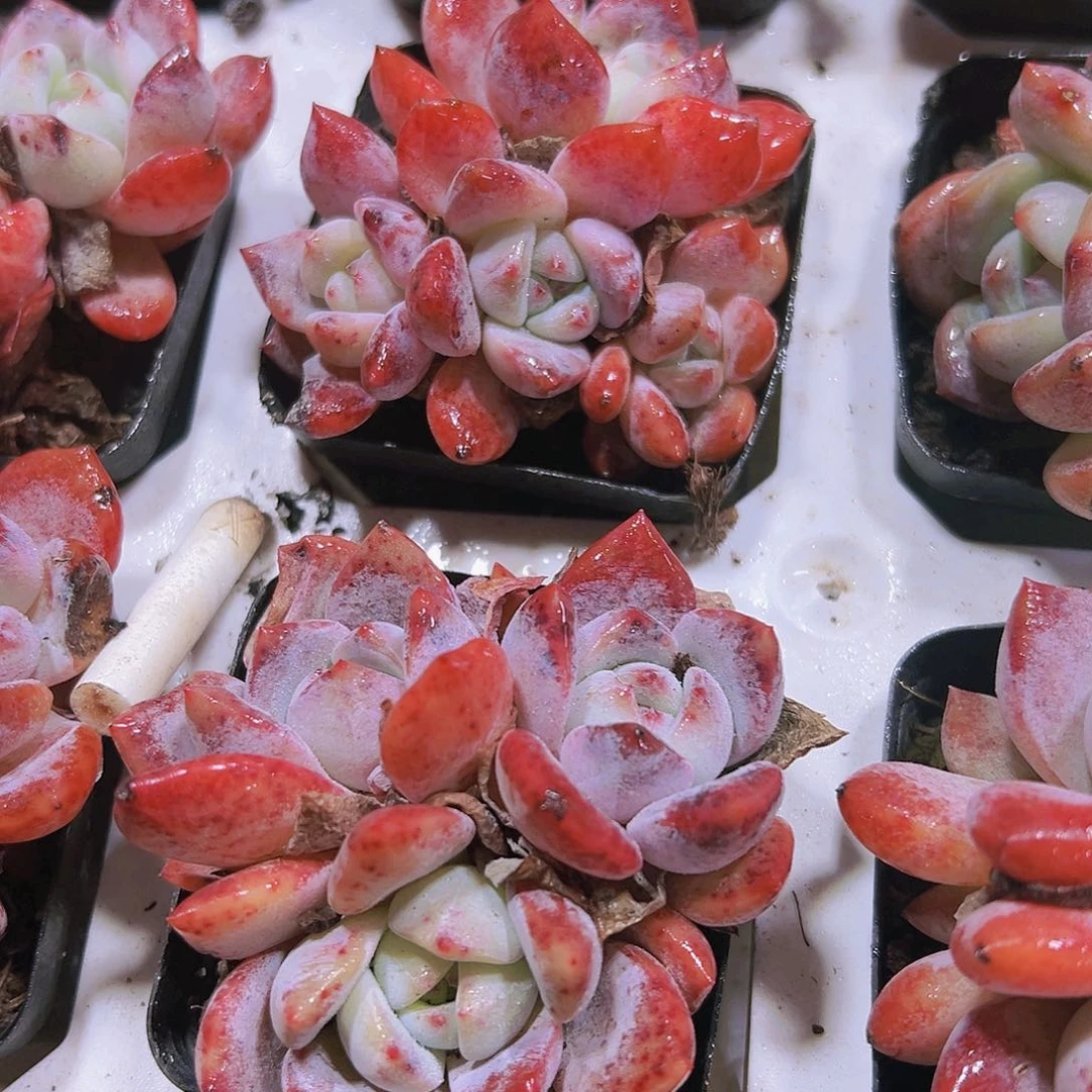 血橙群多肉植物19包邮