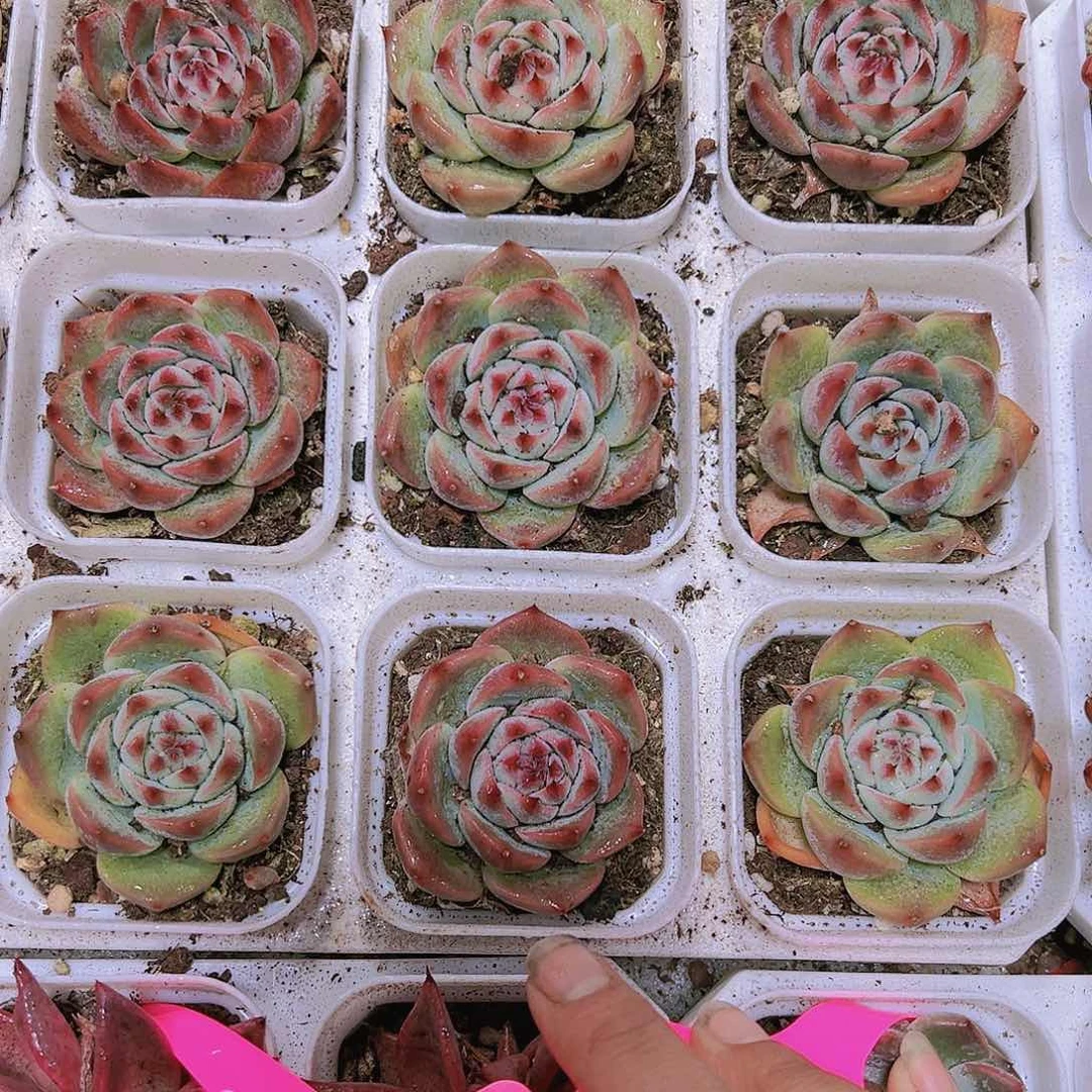 水蜜桃多肉植物19包邮